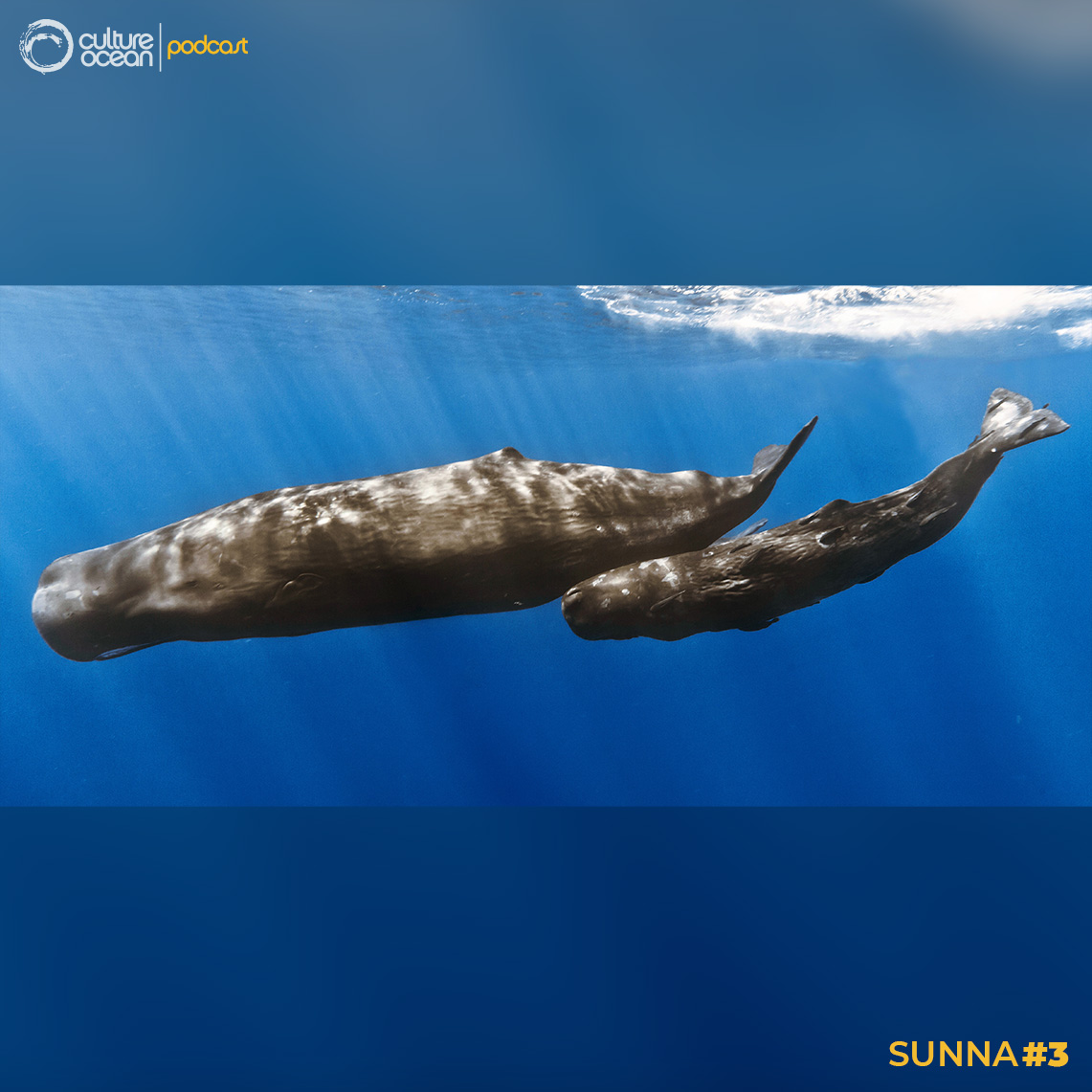 Sunna #3 - Un cachalot femelle et son petit. Ce mammifère marin peut plonger en apnée 90 min jusqu’à plus de 2000 m ! Crédits : Sperm whale mother with calf - Gabriel Barathieu / Réunion Underwater Photography - source : Flickr - Licence CC BY-SA 2.0.
