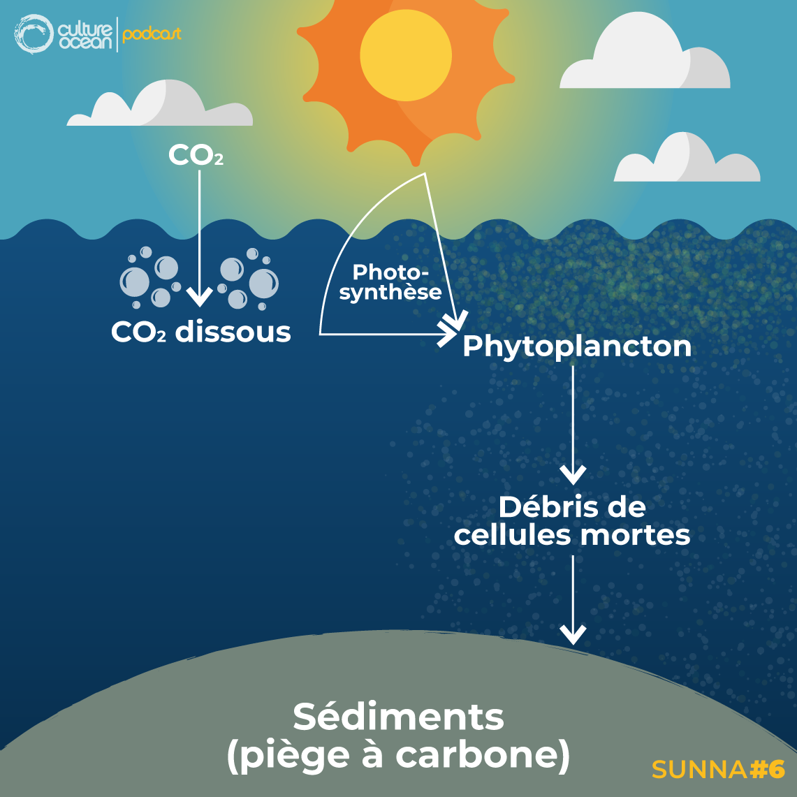 Les activités humaines rejettent des tonnes de CO2 dans l’atmosphère. Une partie de celui-ci passe dans l’océan et alimente le phytoplancton (et par conséquent, le reste de la chaîne alimentaire !). Une partie des déjections et organismes morts tombent au fond de l’océan et sont piégés dans les sédiments, ce qui emprisonne du carbone ! Ce processus, appelé pompe à carbone biologique, participe à limiter la quantité de CO2 présent dans l’atmosphère et ralentit le changement climatique. Crédits : T. Boniface d’après une idée de T. Sciandra